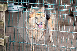 Homeless dog in a cage at a shelter. Homeless dog behind the bars looks with huge sad eyes