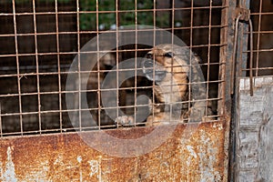 Homeless dog in a cage at a shelter. Homeless dog behind the bars looks with huge sad eyes