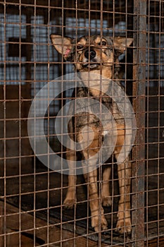 Homeless dog in a cage at a shelter. Homeless dog behind the bars looks with huge sad eyes