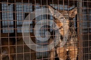 Homeless dog in a cage at a shelter. Homeless dog behind the bars looks with huge sad eyes