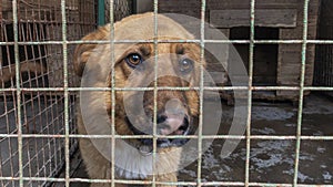 Homeless dog in cages. Beautiful sad dog sadly looking through cage sad eyes. A dog shelter.