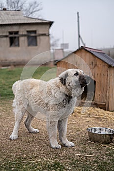 Homeless dog on a chain in a cage at the animal rescue shelter
