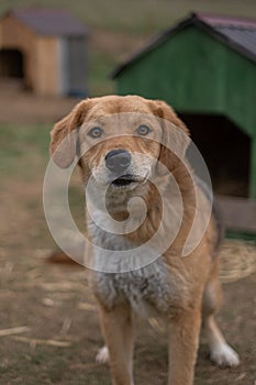 Homeless dog on a chain in a cage at the animal rescue shelter