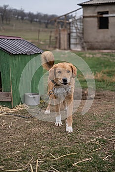 Homeless dog on a chain in a cage at the animal rescue shelter