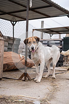 Homeless dog on a chain in a cage at the animal rescue shelter