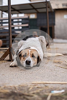 Homeless dog on a chain in a cage at the animal rescue shelter