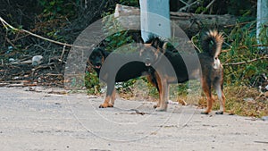 Homeless dog on a dirty, abandoned metropolis