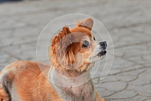 The homeless dog. The dog lies on the ground. Old dog with a sad look. Red-haired dog on the street. The old doggy lies on the si