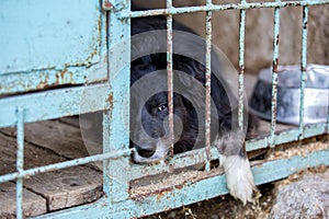 Homeless dog in a dog shelter. Animal in the cage