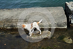 Homeless dog fishing in the sea. Hungry dog gets his own food.