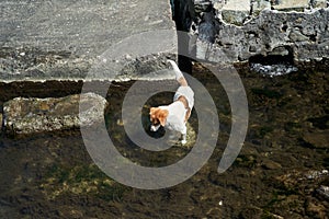 Homeless dog fishing in the sea. Hungry dog gets his own food.