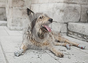 Homeless dog photo