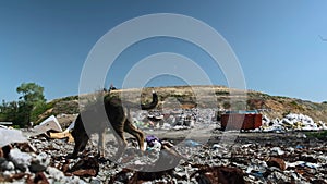 Homeless dog on a garbage. Wild birds in the city dump. Landfill footage.