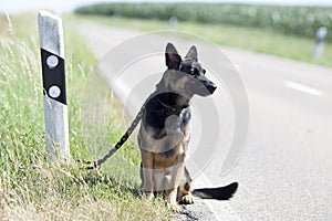 Homeless dog leave alone on street side waiting for animal shelter.  expose animal pets in holiday time