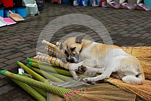 Homeless dog lies peacefully on a pile of brooms on the street