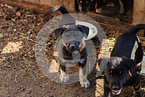 Homeless dog, little puppy looks up at the camera