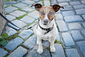 Homeless dog lonely with leash