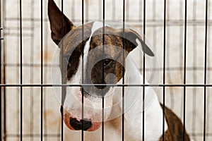Homeless dog looking through the bars