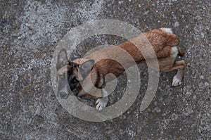 Homeless dog looking up