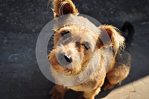 Homeless dog looking up