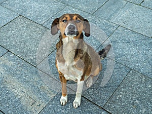 homeless dog looks with a devoted look. The dog sits on the pavement