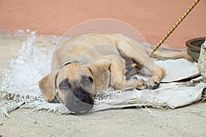 Homeless dog lying on the ground