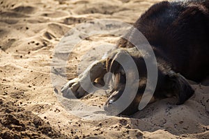 Homeless dog lying on sand