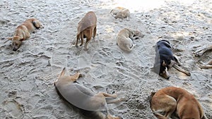 Homeless dog lying on sea beach