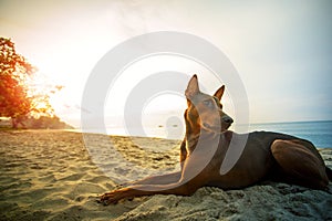 Homeless dog lying on sea beach against beautiful sun rising