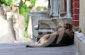 Homeless dog lying on the street