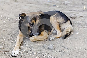 Homeless dog portrait