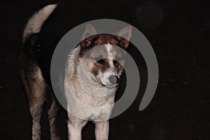 Homeless dog in the rain at night