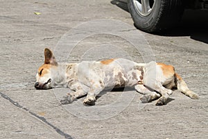 Homeless dog on the road