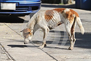 Homeless dog on the road