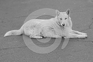 Homeless dog on the road. Black and white photo of abandoned dog on the street. Animal care, protect animals.