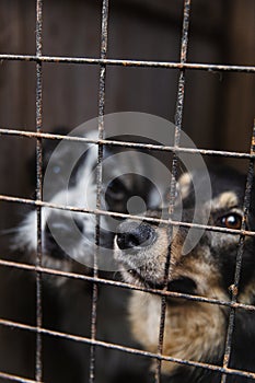 Homeless dog in the shelter