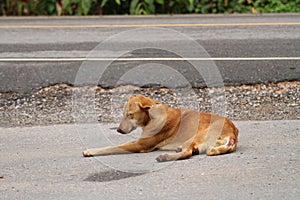 Homeless dog, sickly and hungry