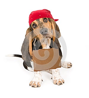 Homeless Dog With Sign and bandanna photo