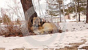 Homeless dog sits and try to sleep under tree surrounded by snow. stray dog