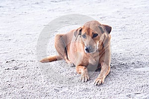 Homeless dog sitting on the beach sand background