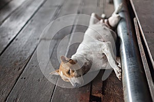 Homeless dog sleep lazily on its back