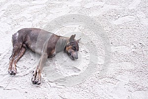Homeless dog sleeping on the beach sand background