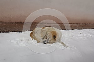 Homeless dog sleeping on snow. Stray dogs in the city in winter.  Urban wildlife