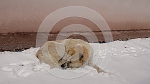 Homeless dog sleeping on snow. Stray dogs in the city in winter.  Urban wildlife