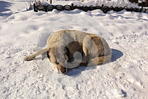 Homeless dog sleeping on snow. Stray dogs in the city in winter.  Urban wildlife