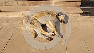 Homeless dog sleeps on the side of the road in the sun on winter. Stray dog