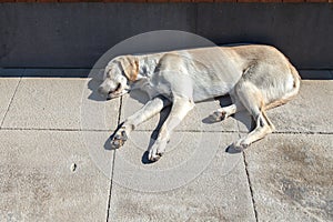 A homeless dog sleeps on the stone floor