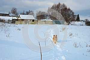 Homeless dog on a snowy path in a Russian village.