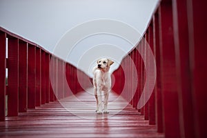 Homeless dog standing on red wood bridge and looking fot future photo