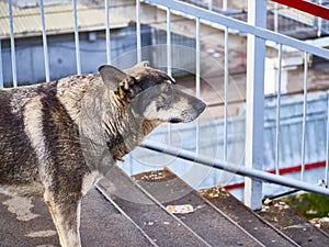 homeless dog on the street. color nature